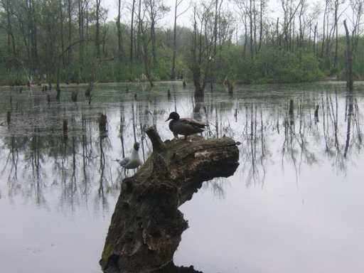 Ekopark Wschodni w Kołobrzegu